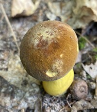 Boletus auripes image