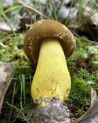 Boletus auripes image