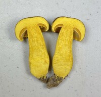 Boletus auripes image