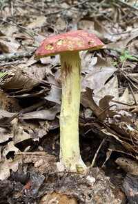 Boletus roodyi image