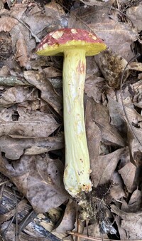 Boletus roodyi image