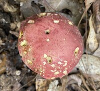 Boletus roodyi image