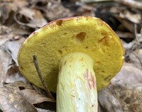 Boletus roodyi image