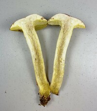 Boletus roodyi image