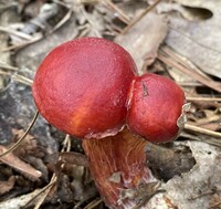 Butyriboletus frostii image