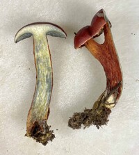 Butyriboletus frostii image