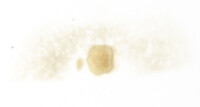 Butyriboletus frostii image