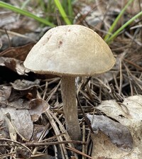 Image of Boletus albellus