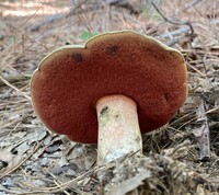 Caloboletus firmus image