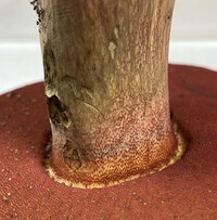 Caloboletus firmus image