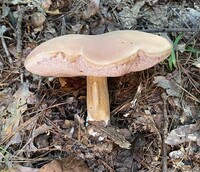 Tylopilus rubrobrunneus image