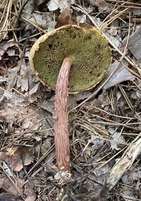 Aureoboletus russellii image