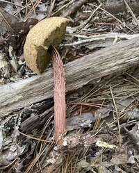 Aureoboletus russellii image