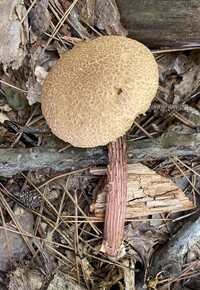 Aureoboletus russellii image