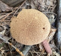 Aureoboletus russellii image