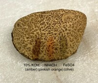 Aureoboletus russellii image