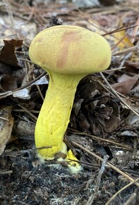 Pulveroboletus ravenelii image