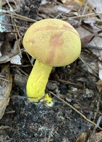 Pulveroboletus ravenelii image