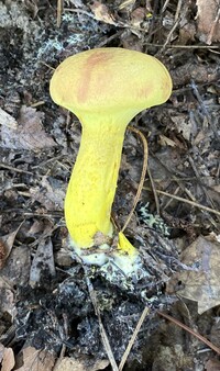 Pulveroboletus ravenelii image