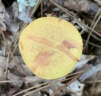 Pulveroboletus ravenelii image