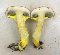 Pulveroboletus ravenelii image