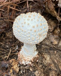 Image of Amanita subcokeri