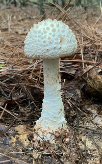 Amanita subcokeri image