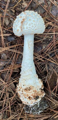 Amanita subcokeri image