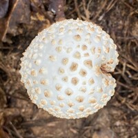 Amanita subcokeri image