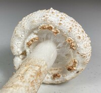 Amanita subcokeri image