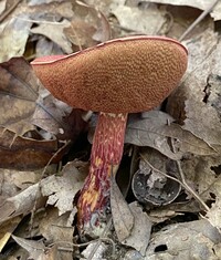 Butyriboletus frostii image