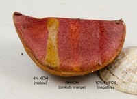 Butyriboletus frostii image