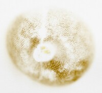 Butyriboletus frostii image