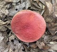 Butyriboletus frostii image