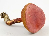 Butyriboletus frostii image