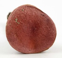 Butyriboletus frostii image