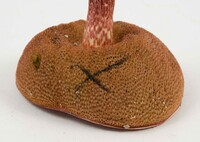 Butyriboletus frostii image