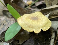 Cantharellus appalachiensis image