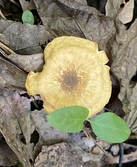 Cantharellus appalachiensis image