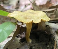 Cantharellus appalachiensis image