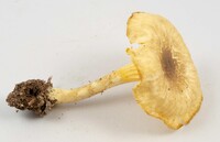 Cantharellus appalachiensis image