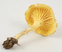 Cantharellus appalachiensis image