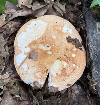 Russula compacta image