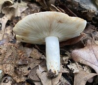 Russula compacta image