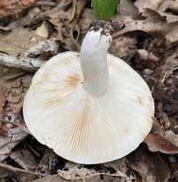 Russula compacta image