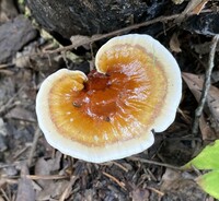 Ganoderma curtisii image