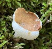 Gyroporus castaneus image