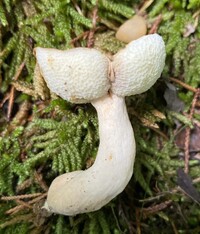 Gyroporus castaneus image