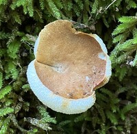 Gyroporus castaneus image