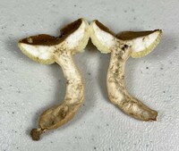 Gyroporus castaneus image